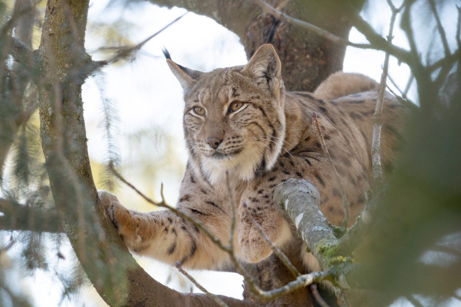 MUZOO: TCHOO! D'un lynx à l'autre...