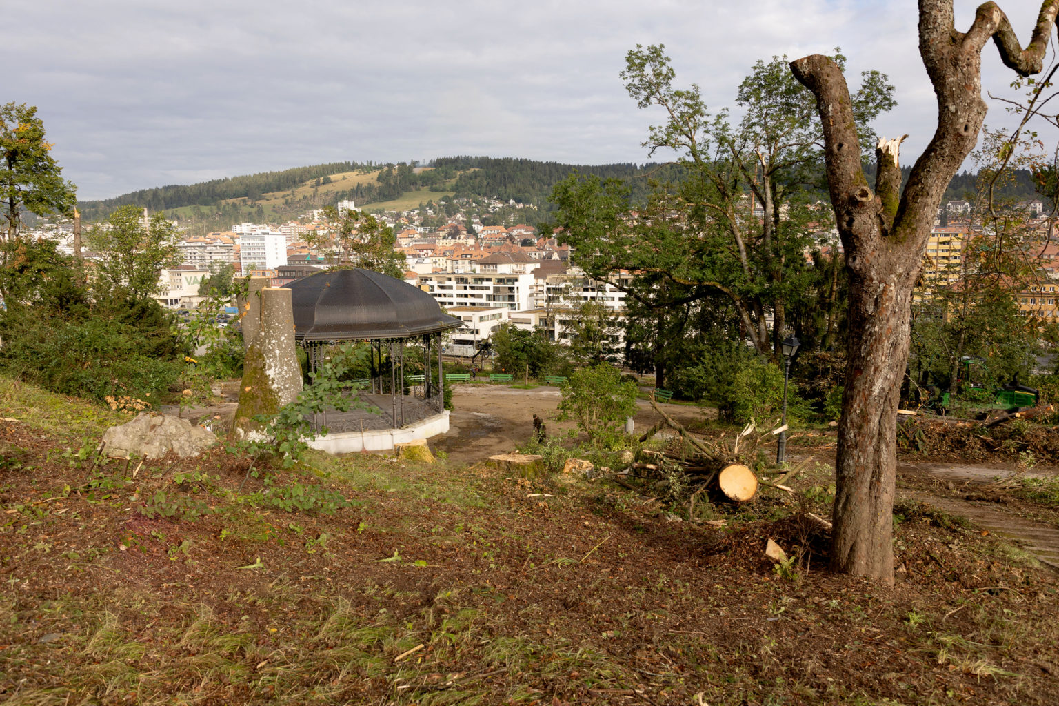 Les arbres après  la tempête...