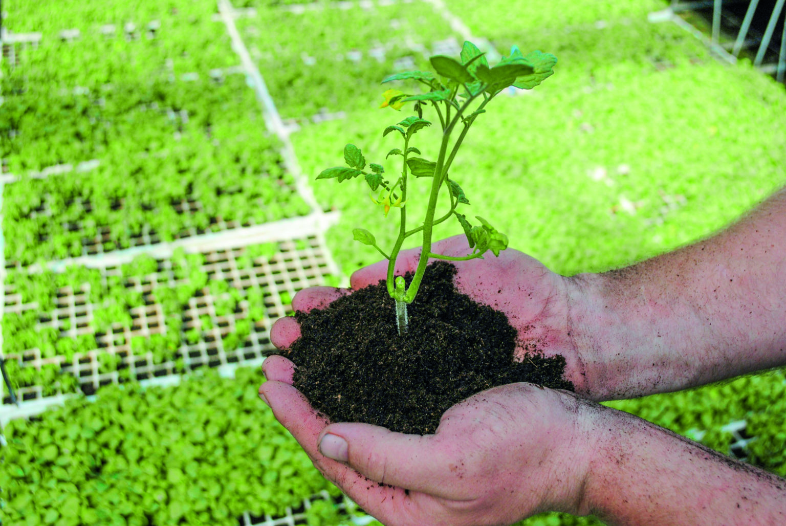 Horticulture et réinsertion