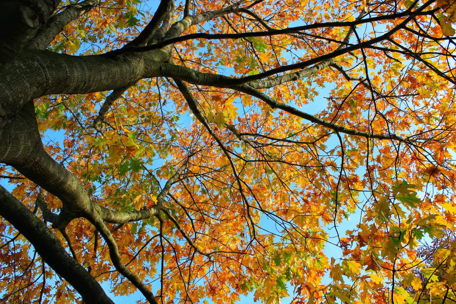 Bye chaleur, bienvenue frais d’automne